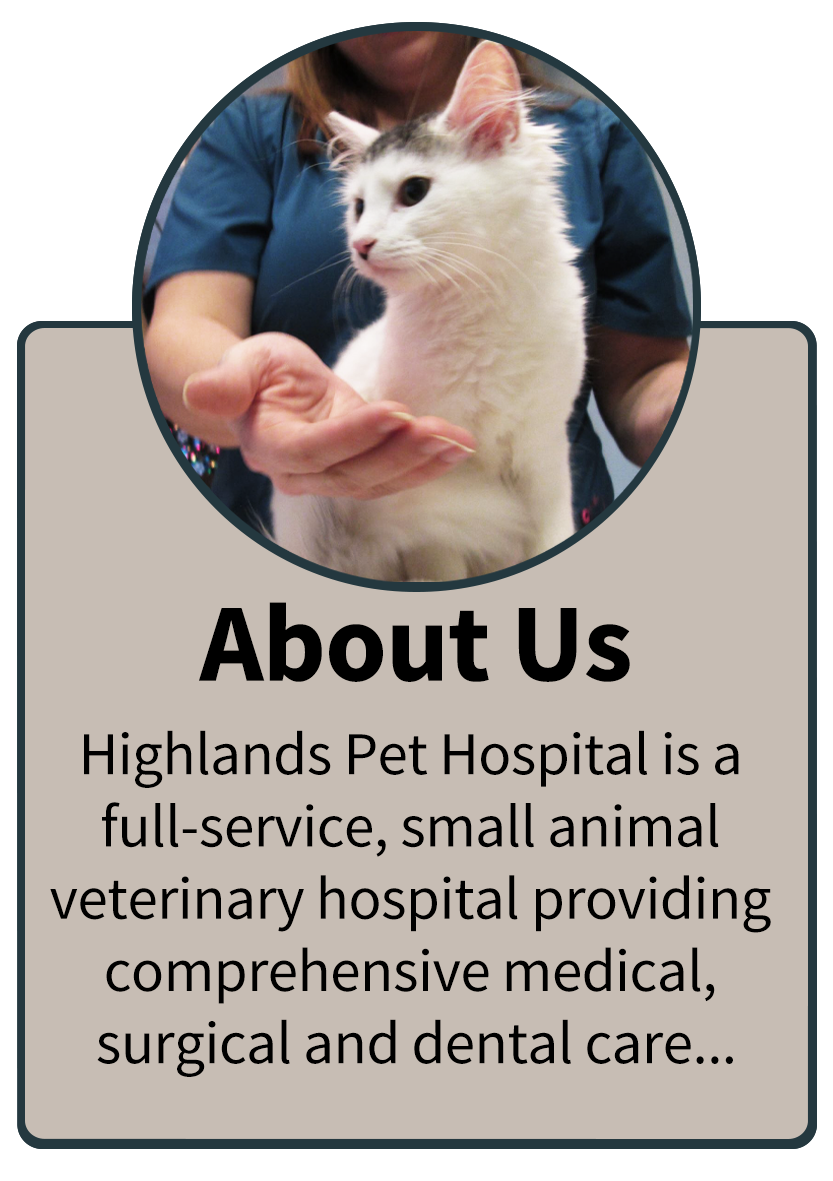 Instructional video Medical Pet Shirt® Cat on Vimeo