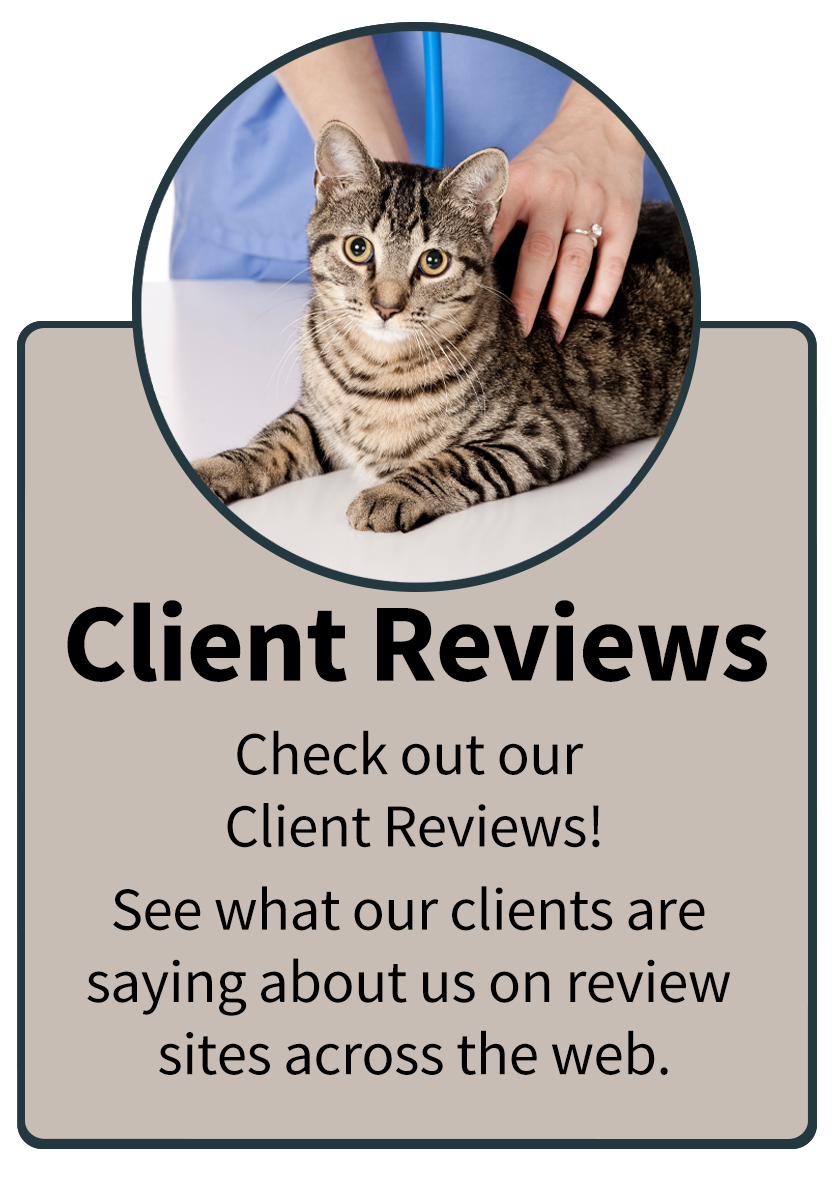 Client Reviews Infographic