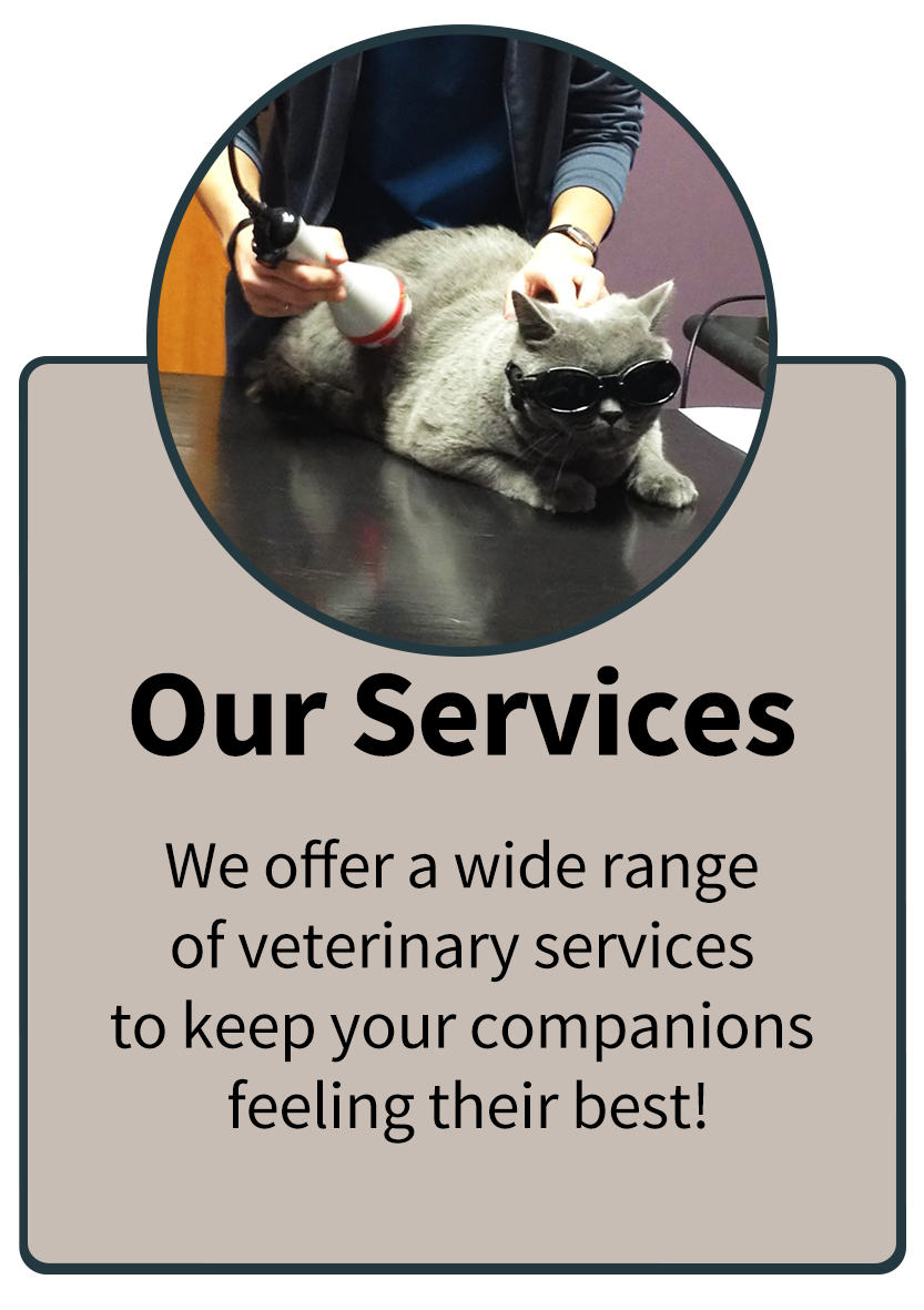 Our Services Infographic